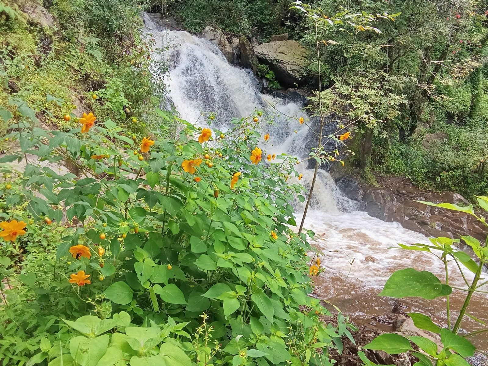 Bosque de Agua