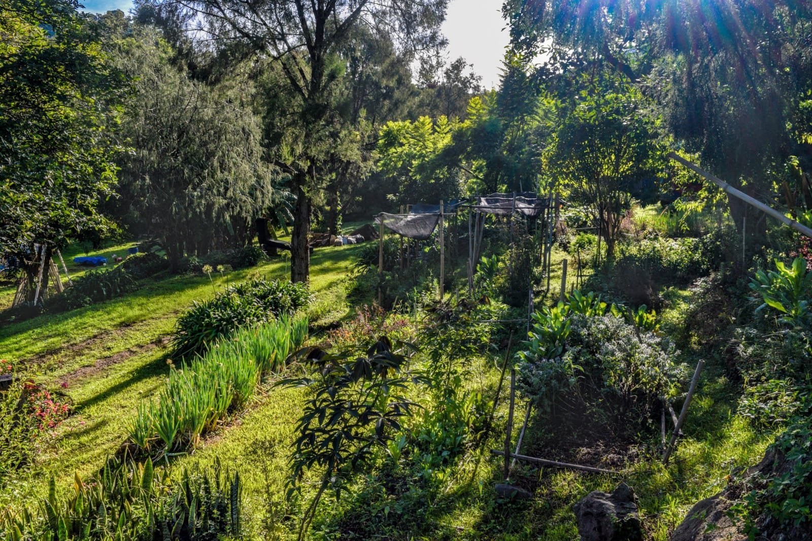 Permacultura - Cultivando la tierra